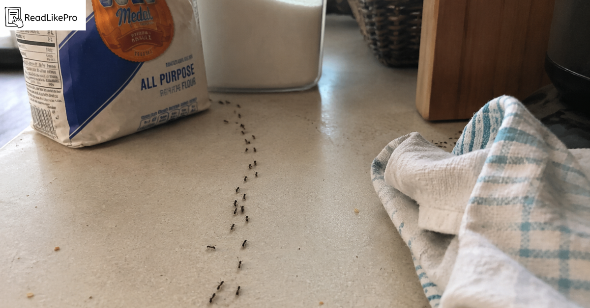 ants trailing across kitchen counter toward sugar jar