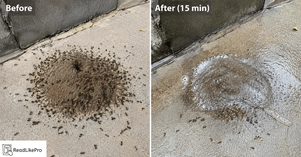  before and after dish soap treatment on ant mound 