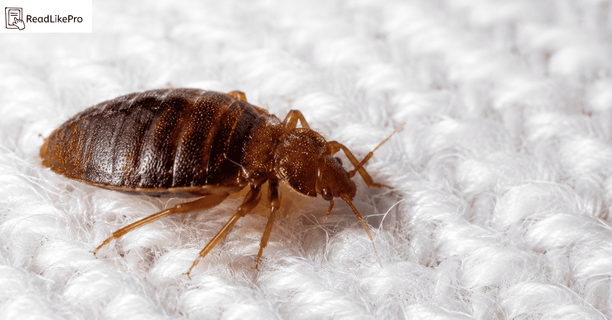 How to Get Rid of Bed Bugs Fast